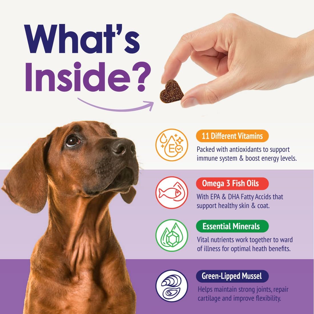 Dog Multivitamin Chewable - 22 in 1 Dog Vitamins and Supplements with Green Lipped Mussel & Omega 3 for Joints, Skin & Coat, Immune System - Senior & Puppy Multivitamin for Dogs - 60 Beef Chews