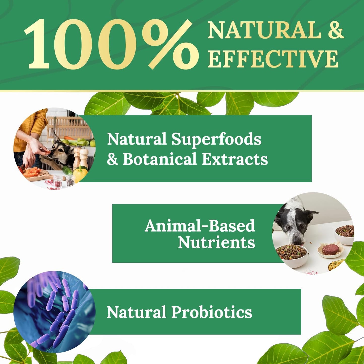 Pawbiotix Liquid Probiotics for Dogs – 1oz, 1 Month Supply | Liquid probiotic drops for dogs, Beacon flavor | Original formula | Add to food or water, easy daily dose