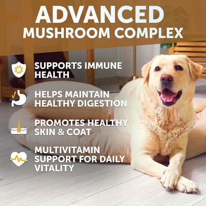 Turkey Tail for Dogs, Mushroom Supplement for Canine - 180 Soft Chews - All Dog Breeds and Ages - Multivitamins
