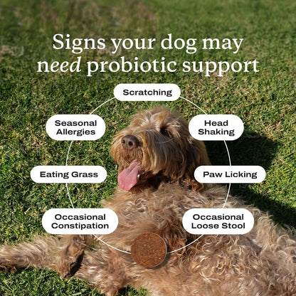 PetLab Co. - Dog Ear Yeast Bundle: Soft Chew Dog Probiotics for Gut Health, Yeast Production, Itchy Ears, Itchy Skin, Seasonal Allergies & Clear Ears Therapy Ear Cleaner for Dogs