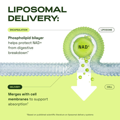 Cata-Kor Liposomal NAD+ Supplement with Resveratrol – Advanced NAD Resveratrol - PrimeBioHealth - canada supplements